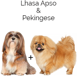 Lhasanese Dog